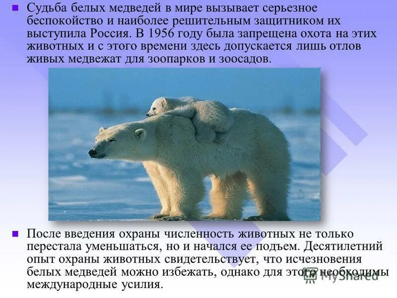белый медведь защищается от врагов. охрана белого медведя. враги морских котиков. как защититься медведи белый. доклад про белого медведя.