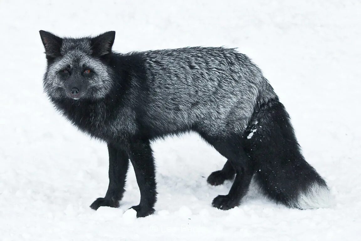 Канадская лисица чернобурая. Чернобурая лисица в природе. Серебристо черные лисицы фото. Чернобурая лисица в природе. Лиса чернобурка.