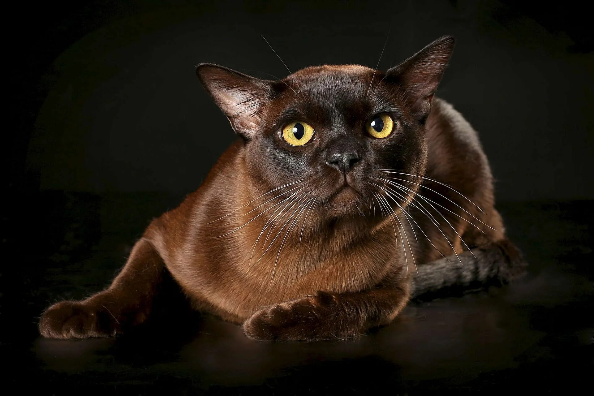 бурманская кошка описание породы и характера Gatos bonitos, Gatos, Fotografía de