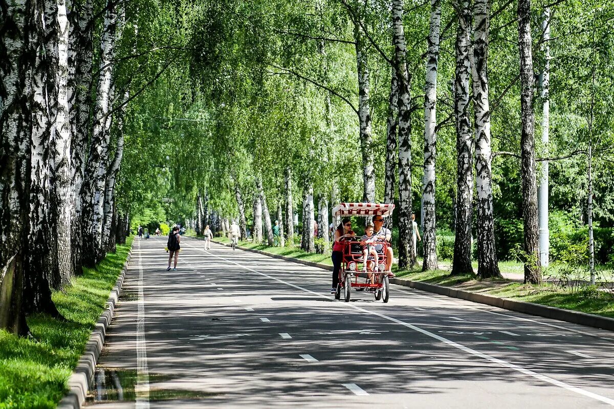 Парки москвы для прогулок сегодня. Парк Сокольники. Сокольники парк Берёзовая аллея. ПКИО «Сокольники» в Москве. Парк Сокольники Центральная аллея.