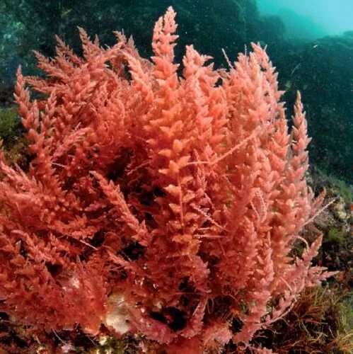 Красные водоросли глубина. Красные водоросли багрянки. Красные водоросли (Rhodophyta). Дазия водоросль. Каллитамнион водоросль.