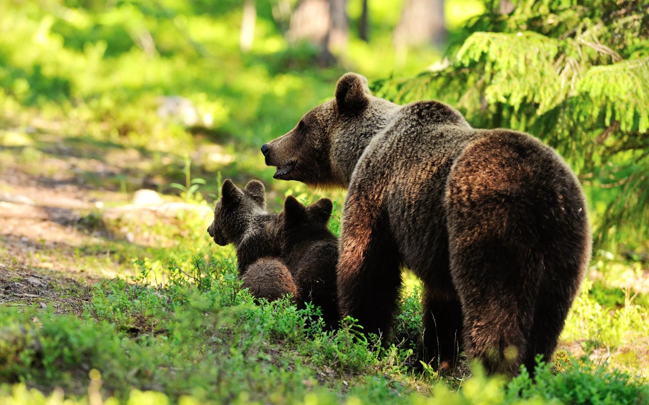 бурый медведь 3 класс. бурый медведь описание. описать медведя. информация про животных медведь. доклад о животном.