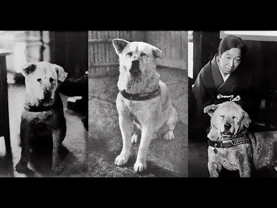 Ölen sahibini dört aydır hastane kapısında bekleyen vefalı köpek - Magazin Haber