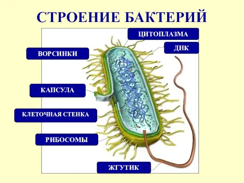 Биологии бактерии 9. Строение клетки бактерии 5 класс биология. Бактерии строение и жизнедеятельность бактерий. Биология 5 класс микроорганизмы бактерии. Строение бактерии 5 класс биология Пономарева.