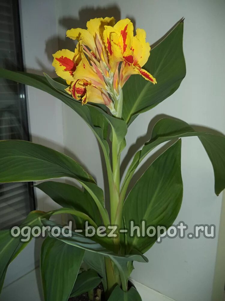 Канна цветок домашний. Канна краснолистная. Канна леопардовая. Канна демен. Цветы канны домашнее.