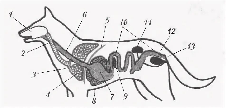 Строение пищеварительной системы млекопитающих. Пищеварительная дыхательная и выделительная системы собаки. Пищеварительная система млекопитающих схема. Структура пищеварительной системы собаки. Внутреннее строение млекопитающих рисунок