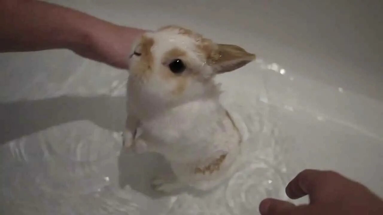 Можно ли мыть кролика декоративного. Кролик купается. Кролик в ванной моется. Купание кролика декоративного. Кролик в воде.