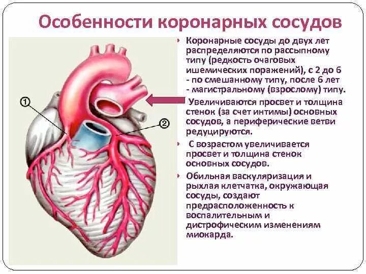 Виды коронарных сосудов