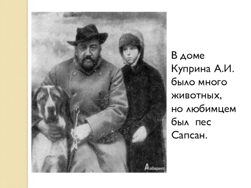 Сапсан собака Куприн. Куприн а. "Сапсан".