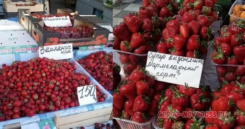 Клубника ростов на дону