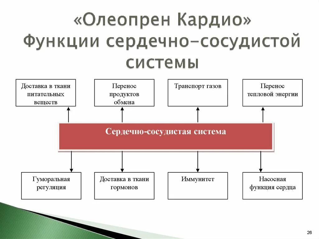 Функции сердечно-сосудистой системы человека. Структура и функции сердечно-сосудистой системы. Транспортная функция сердечно сосудистой системы. Сердечно сосудимтаясистема функции. Основные функции кровообращения