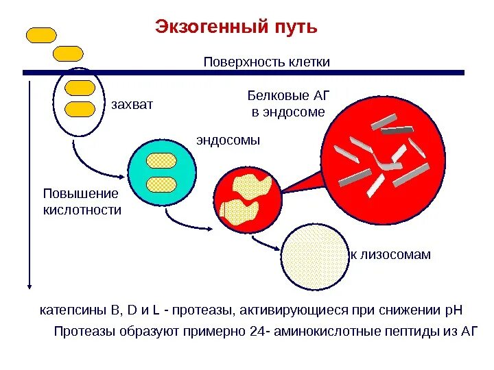 Экзогенные антигены. Процессинг экзогенных антигенов. Процессинг и презентация антигена. Экзогенный путь. Эндосомальный путь презентации антигена.