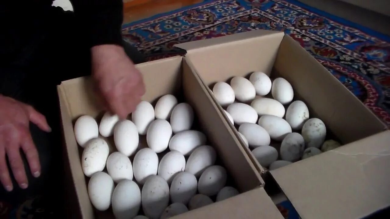 Можно ли сажать яйца. Инкубационное яйцо гусей. Гусиные яйца. Гусиные яйца в инкубаторе. Яйцо инкубационное в коробке.