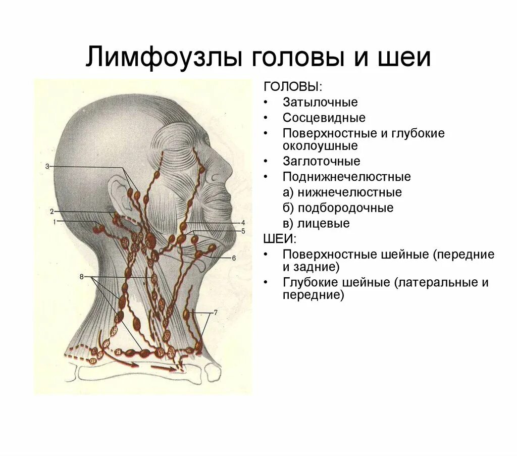 Затылок расположение