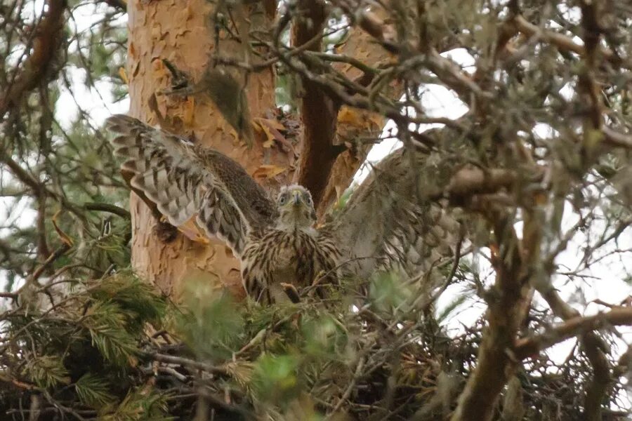 Ястреб-тетеревятник фото. Почему особи ястребов гнездятся в городах. Гнездо ястреба перепелятника. Слеток ястреба перепелятника. Почему особи ястребов гнездятся в городах.