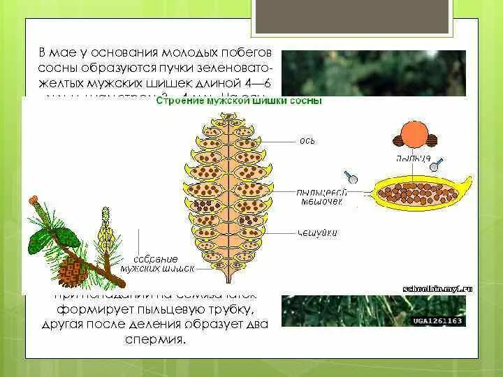 Строение пыльцы голосеменных. Продольный срез мужской шишки сосны обыкновенной. Продольный разрез мужской шишки. Строение мужской шишки сосны. Голосеменные растения пыльца