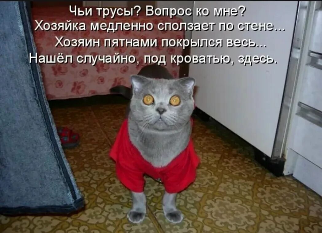 Никак не встать. Смешные коты с надписями. Приколы с котами с надписями. Смешные коты фото с надписями. Кот смешные надписи.