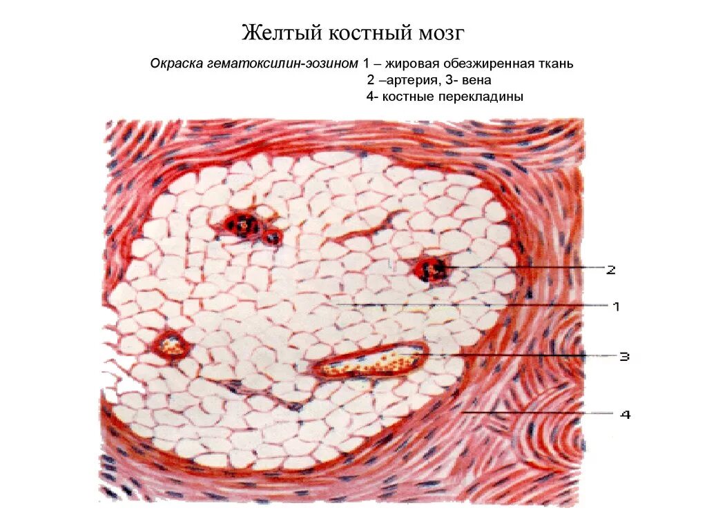 Желтый костный мозг жировая ткань. Строение костного мозга рисунок. Где находится красный костный мозг трубчатых костей. Желтый костный мозг жировая ткань. Желтый костный мозг жировая ткань.