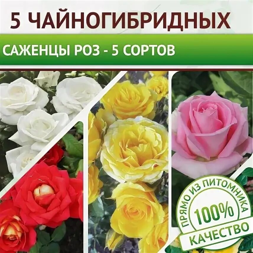 Акция саженцы розы. Акция саженцы розы. Акция саженцы розы. Саженцы роз в коробках. Акция саженцы розы.