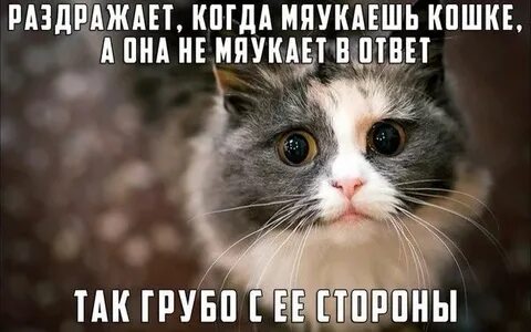 Надоело котятам мяукать