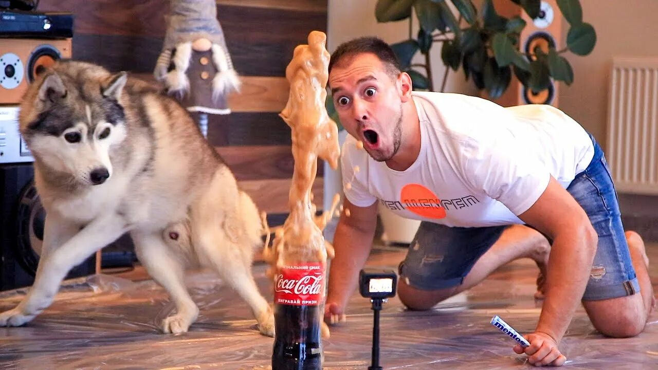 Смешная реакция хаски. Реакция хаски. Хаски хозяйка текст. Смешная реакция хаски. Реакция хаски.