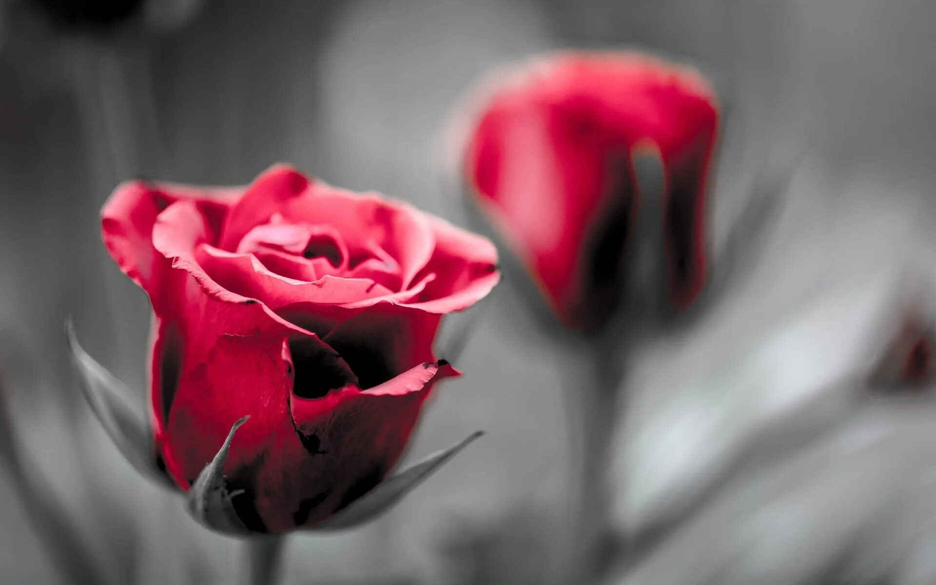 Серо красная картинка. Красно серые цветы. Розы. Серые розы. Розы на сером фоне.