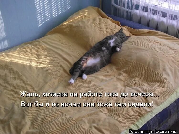 Котоматрица лучшие за прошлую неделю. Я тебя выслушал. Сейчас встану. Лежу и думаю цитаты. Ложусь поздно встаю рано.