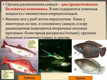 Непрямое оплодотворение