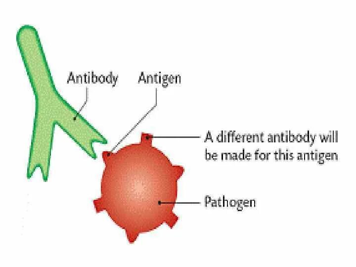 Антиген смита. Антиген. antigen and antibody. антигены картинки. комплекс антиген антитело.