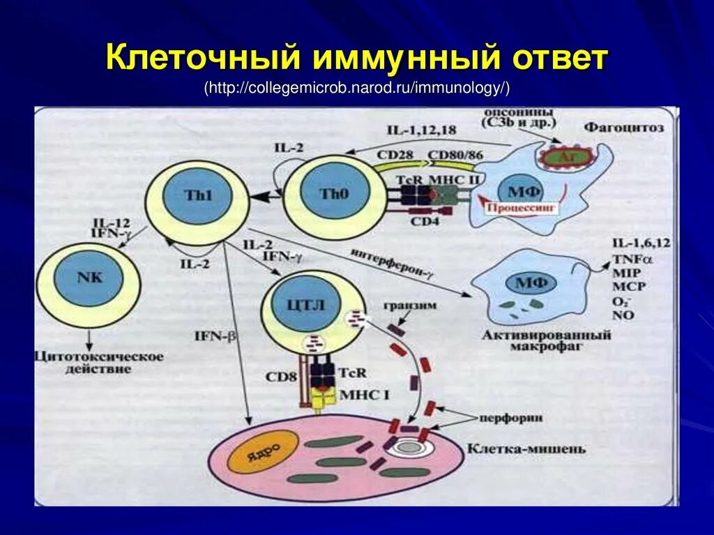 Развитие иммунного ответа