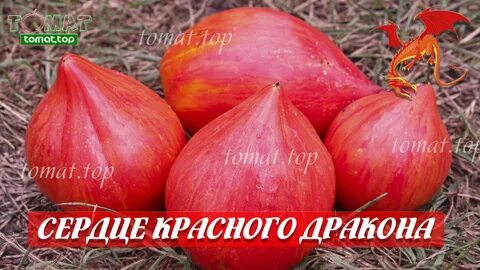 Томат сердце красного дракона отзывы описание