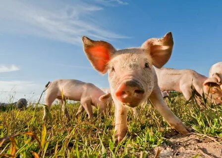 Us and pigs