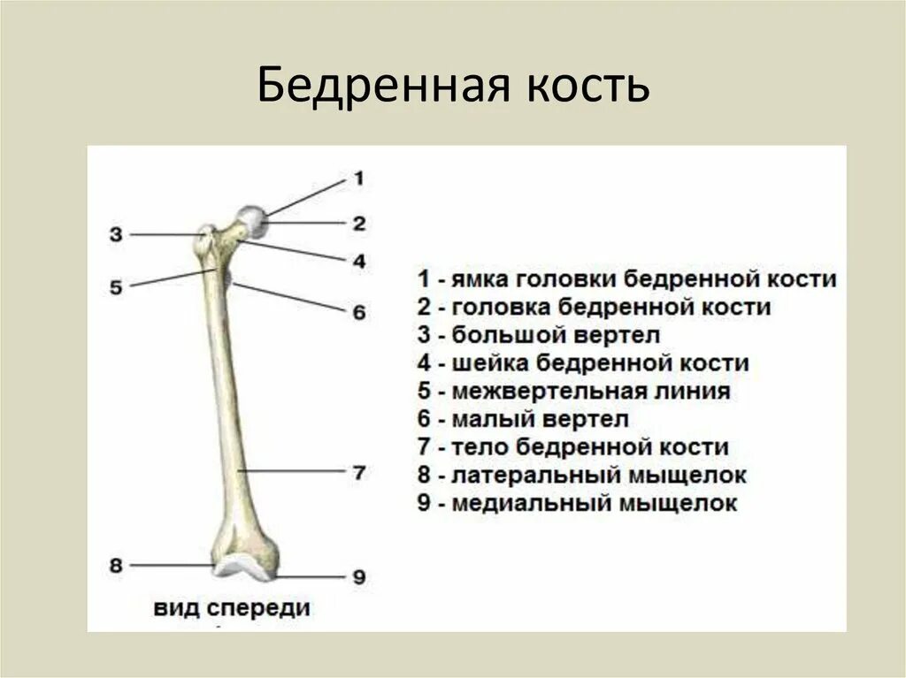 Какими костями он образован что такое вилочка. Бедро строение анатомия кости. Строение бедренной кости человека анатомия. Дистальный эпифиз бедренной кости.