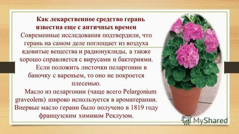 Как герань влияет на потенцию - фото презентация