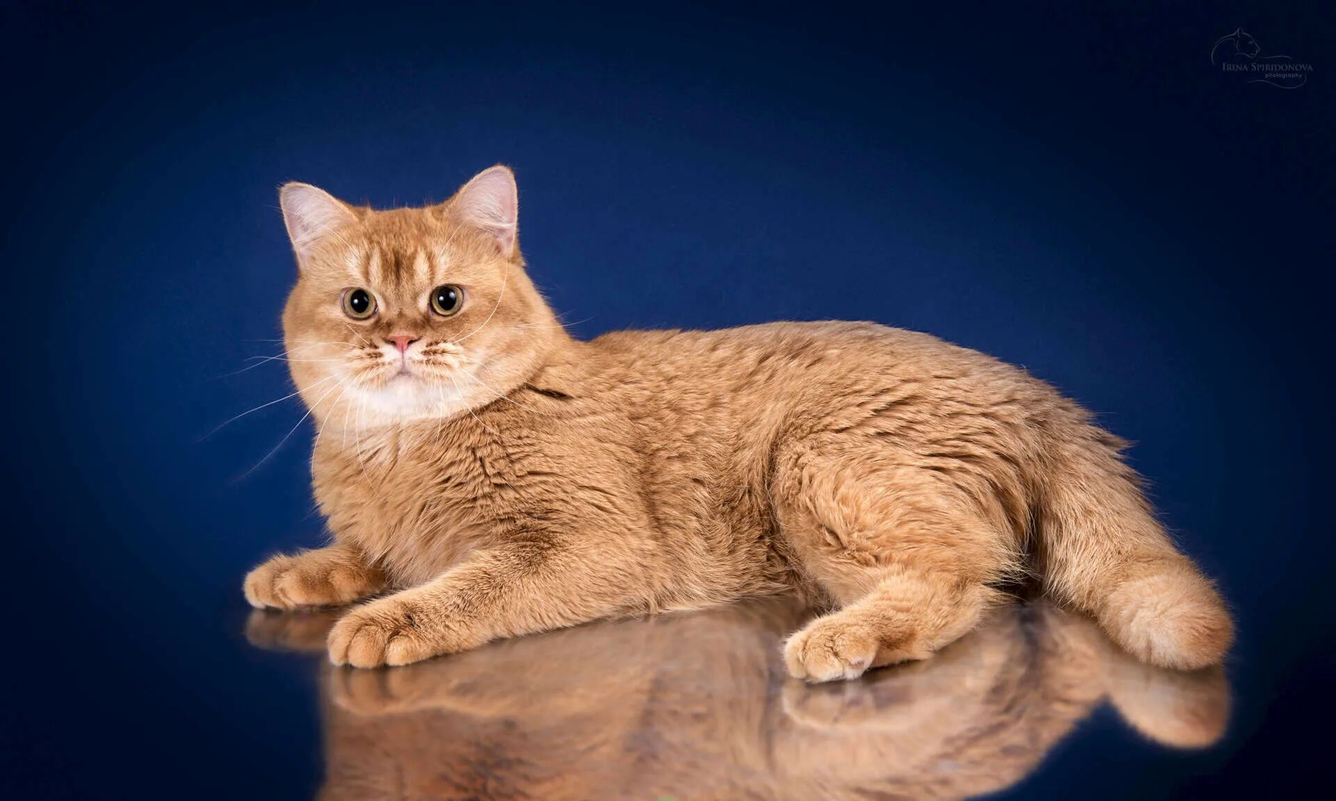 беспородный рыжий кот. рыже белый кот. рыжий дворовый кот порода. рыжий кот. рыжий кот с зелеными глазами.