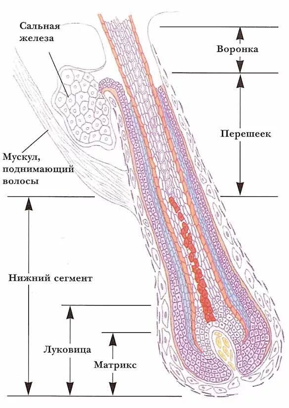 Строение волосяного фолликула гистология. Строение волосяной луковицы гистология. Строение фолликула волоса Матрикс. Строение волосяного фолликула Матрикс.