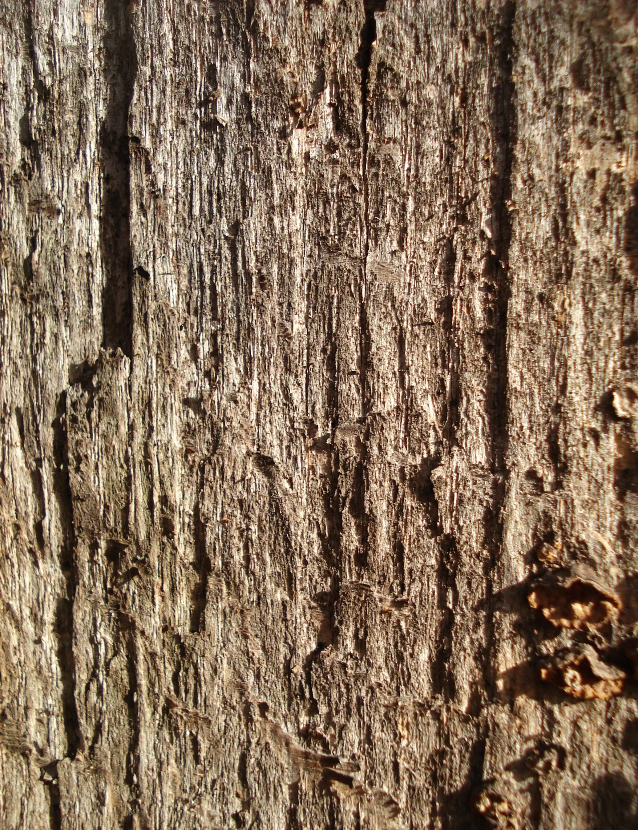 Wood bark. Кора дерева. Текстура древесины. Текстура коры дерева. Текстура дерева без коры.