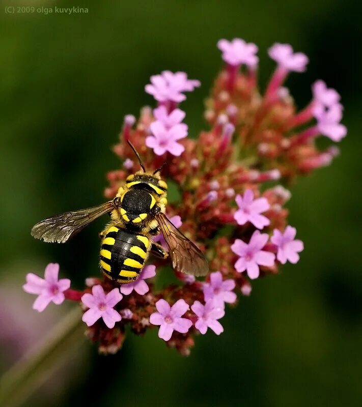 Большое жужжание. Пчела Шерстобит. Anthidium manicatum. Пчела антидия. Жужжание пчел.