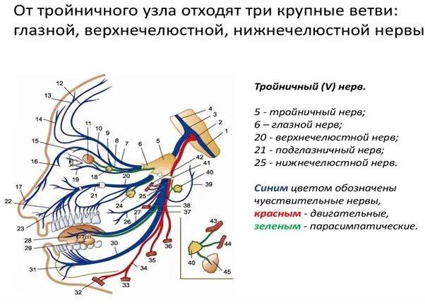 Можно ли греть нерв. Иннервация тройничного нерва таблица. тройничный нерв неврология схема. неврология тройничный нерв симптомы. три ветви тройничного нерва.
