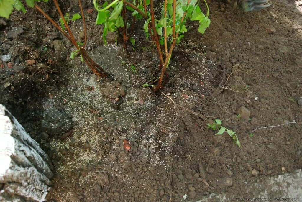 Выкапывать кусты. Корни сирени выкорчевать. Пересадка куста. Выкапывать кусты. Поросль от пня.