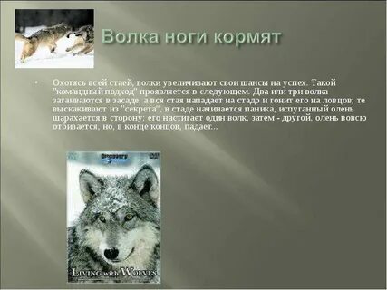 Кормила значение