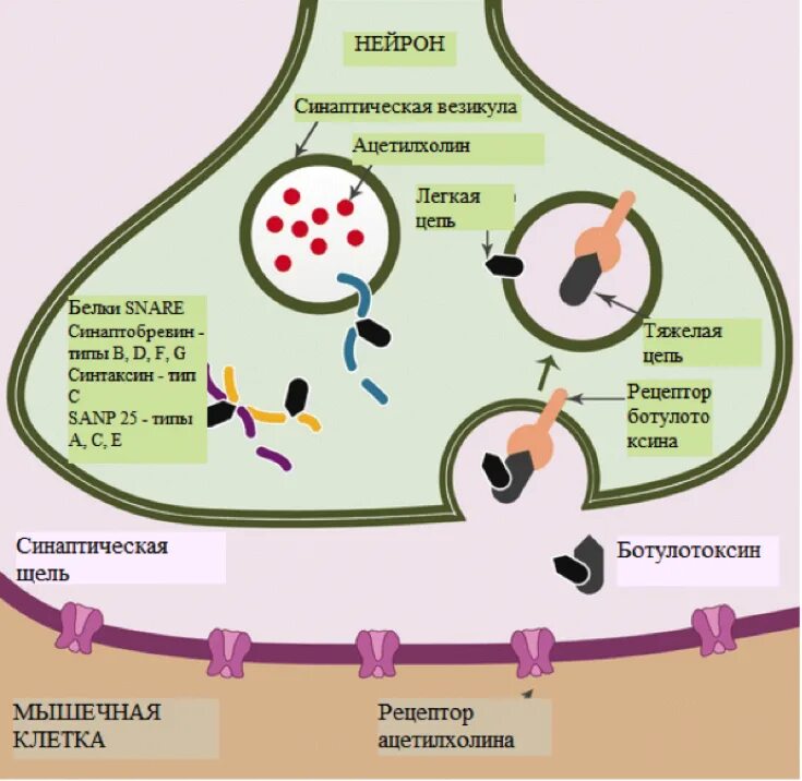 Токсичные белки. Ботулинический Токсин механизм действия. Ботулотоксин механизм действия. Механизм действия ботулотоксина. Механизм действия ботулотоксина типа а.