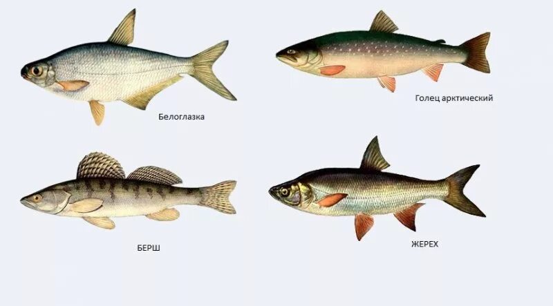 Рыба которая водится в озерах. Озерные рыбы. Рыбы обитающие в Озерах. Рыба которая водится в Оке. Рыбы обитающие в реке Ока.