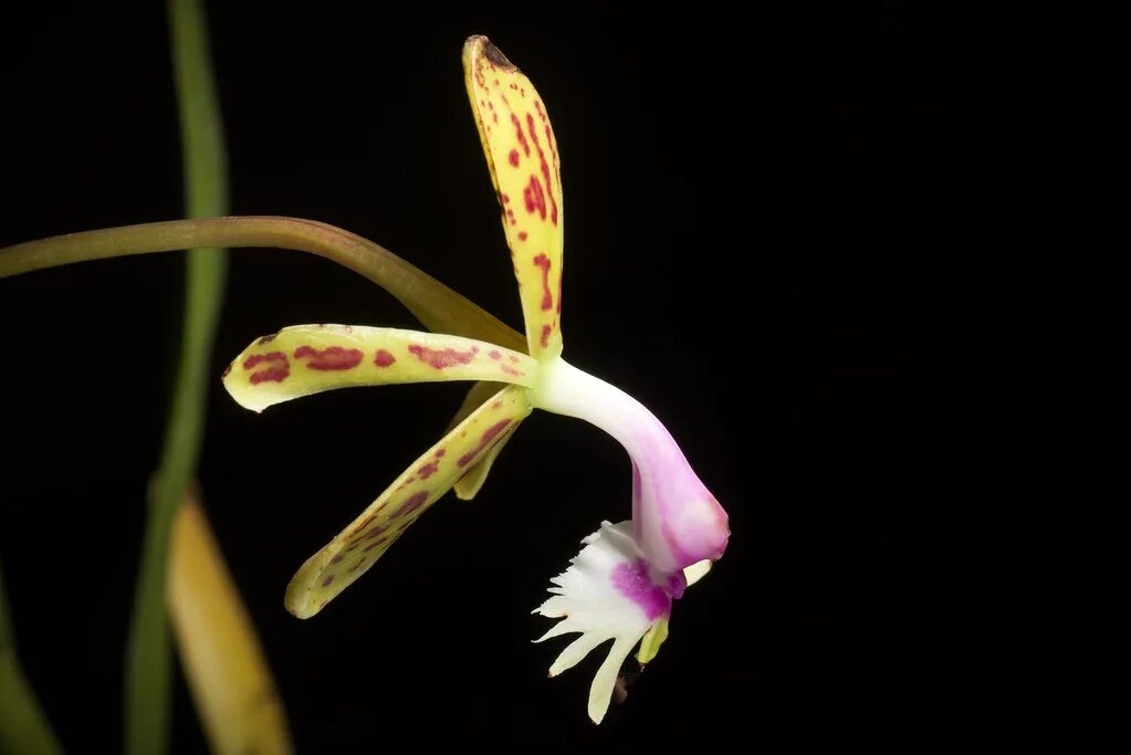 Pin by Wilfrid Martinot on arachnis Flowers photography, Orchids, Unique flowers