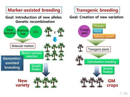 Plant gene
