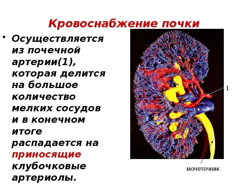 Кровоснабжение почки. Кровоток в почках. Кровоснабжение почки анатомия. Нарушения кровоснабжения почек.