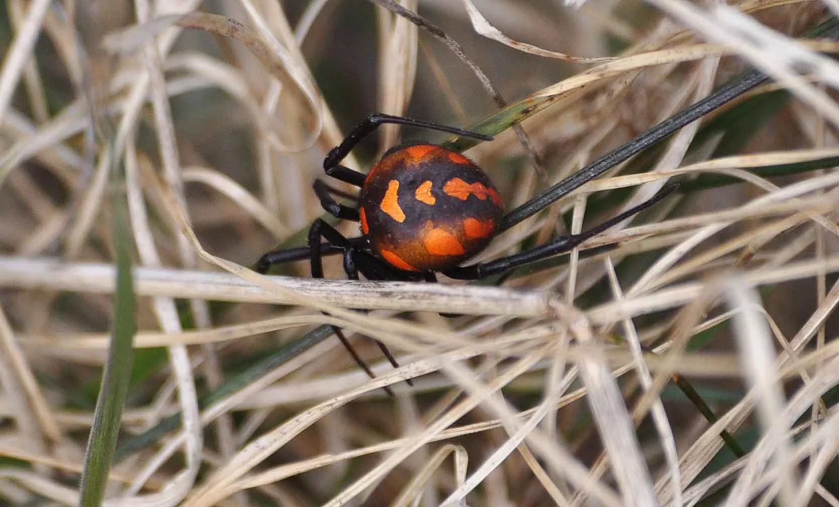 Каракурт википедия. Каракурт паук. Паук Зебра Аргиопа. Каракурт (Latrodectus tredecimguttatus). Каракурт Южнорусский.