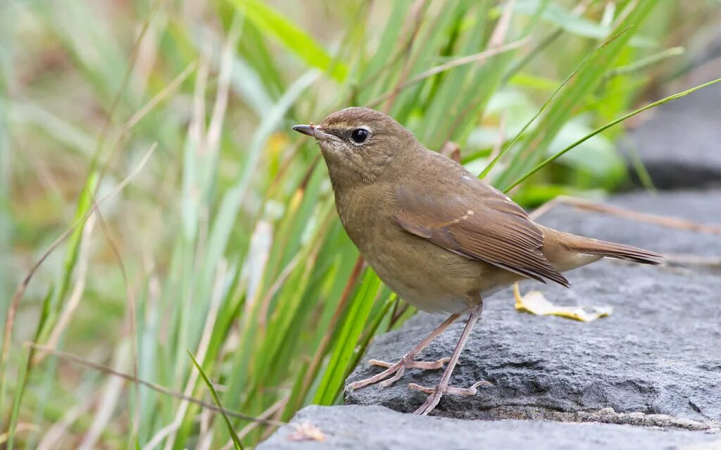 Brown bird