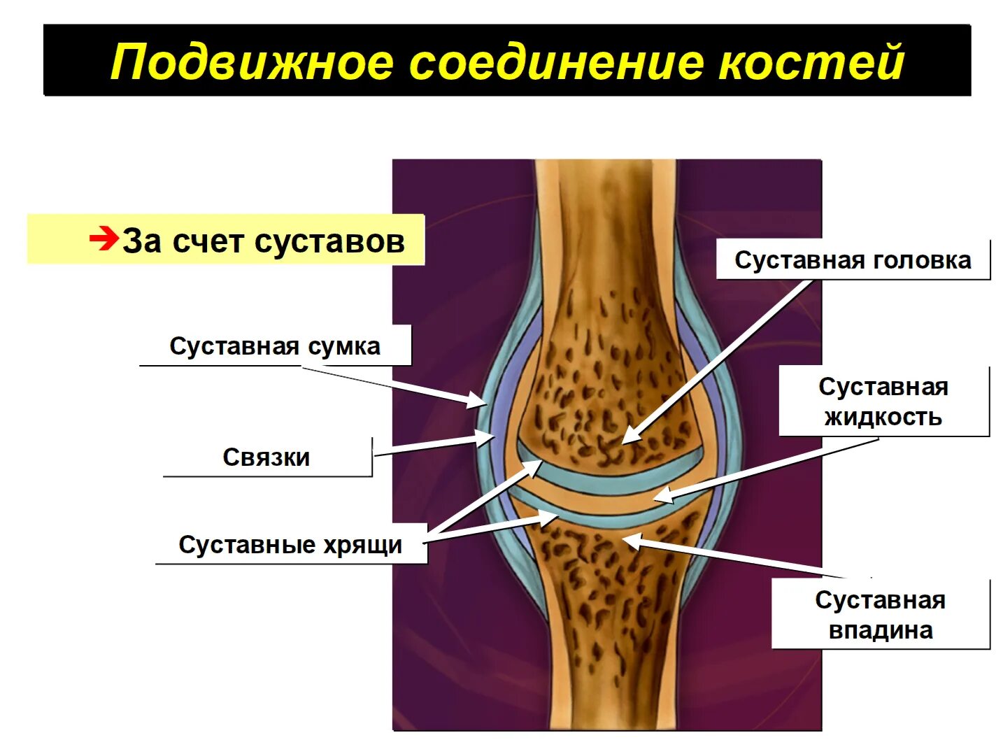 Подвижное соединение какие кости. Соединения костей связки суставы сухожилия. Соединение костей подвижное строение. Соединение костей строение сустава. Соединение костей суставы.