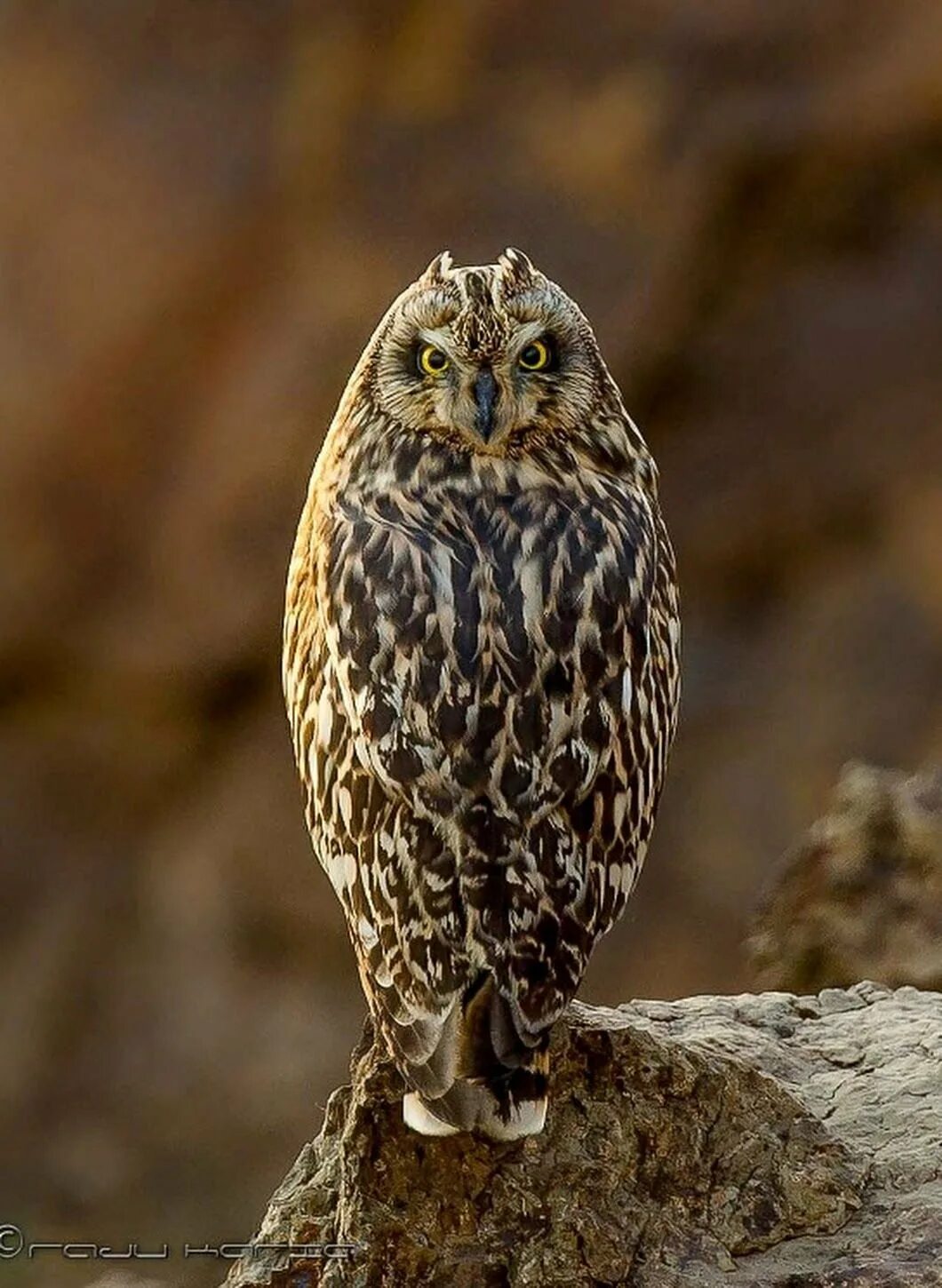 Сова и попугай. Попугайская Сова. Short eared Owl.